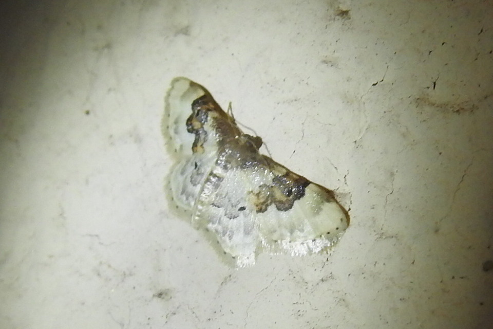 Idaea rusticata - tarka apróaraszoló