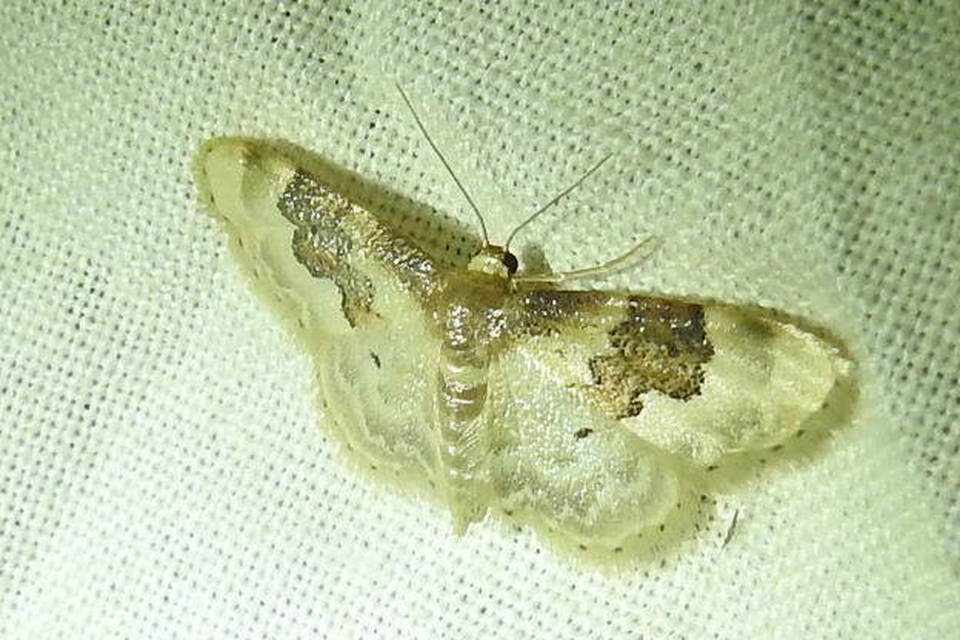 Idaea rusticata - tarka apróaraszoló