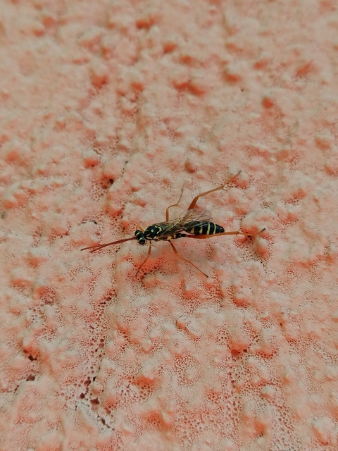 Latibulus argiolus