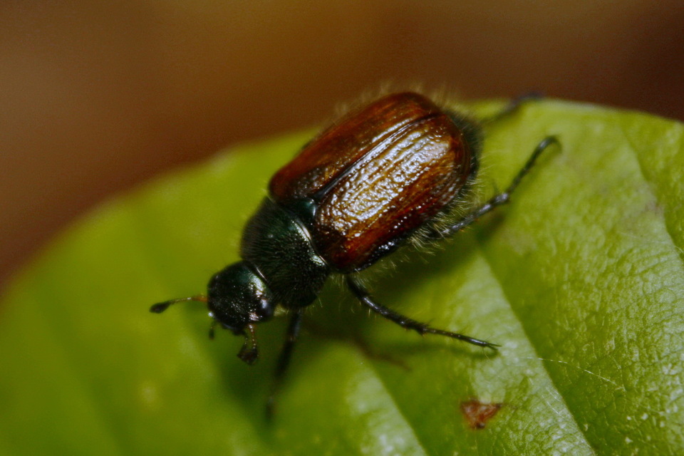 Phyllopertha horticola - kerti szipoly