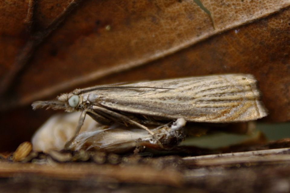 Chrysoteuchia culmella - kerti fűgyökérmoly