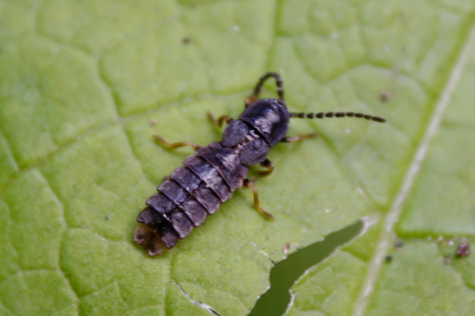 Phosphaenus hemipterus - törpe szentjánosbogár