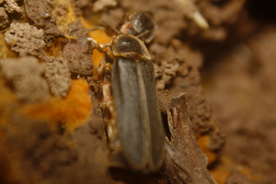 Lampyris noctiluca - nagy szentjánosbogár