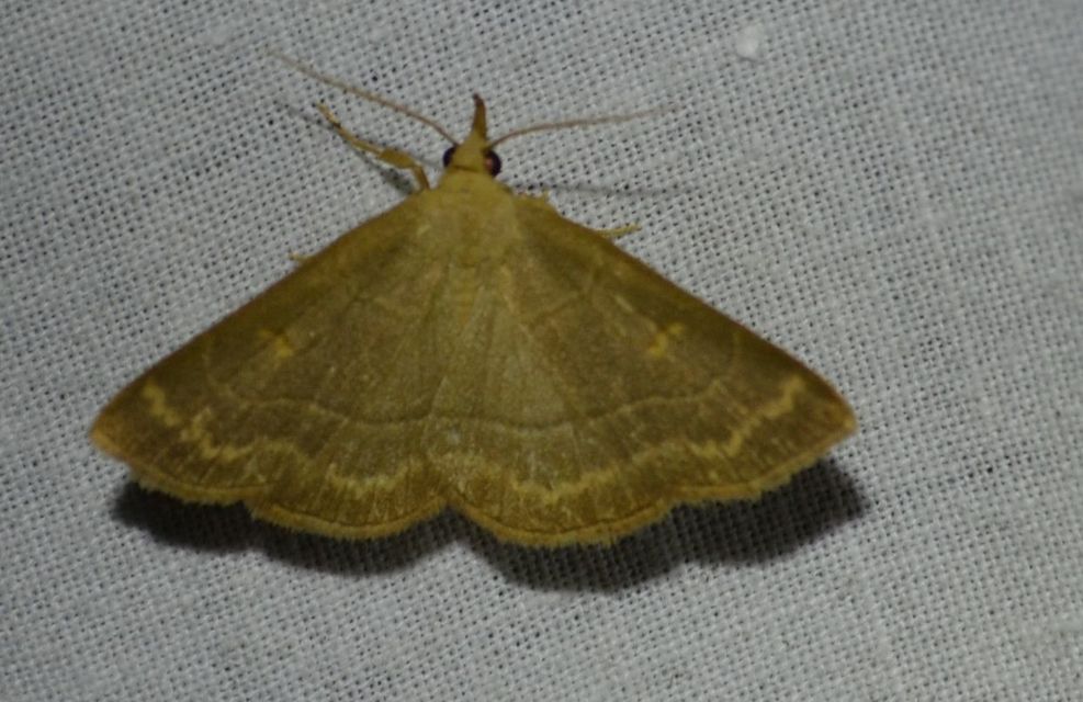 Paracolax tristalis - sárgás karcsúbagoly