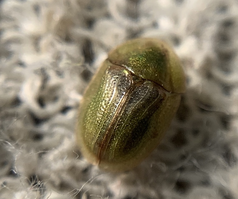 Cassida sanguinolenta - cickafark pajzsbogár
