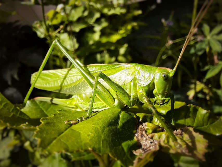 Tettigonia viridissima - zöld lombszöcske