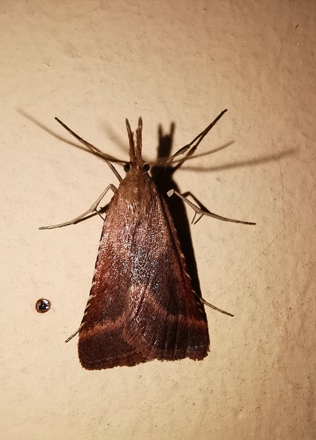Synaphe punctalis - hosszúlábú fényilonca