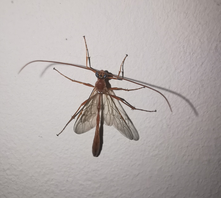 Enicospilus