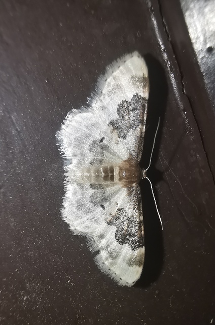 Idaea rusticata - tarka apróaraszoló