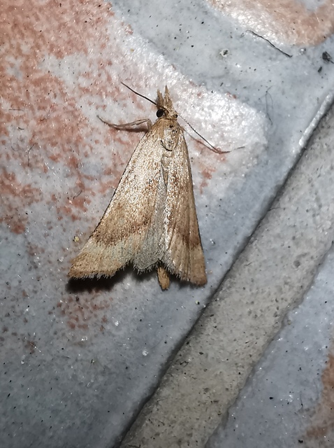 Synaphe punctalis - hosszúlábú fényilonca