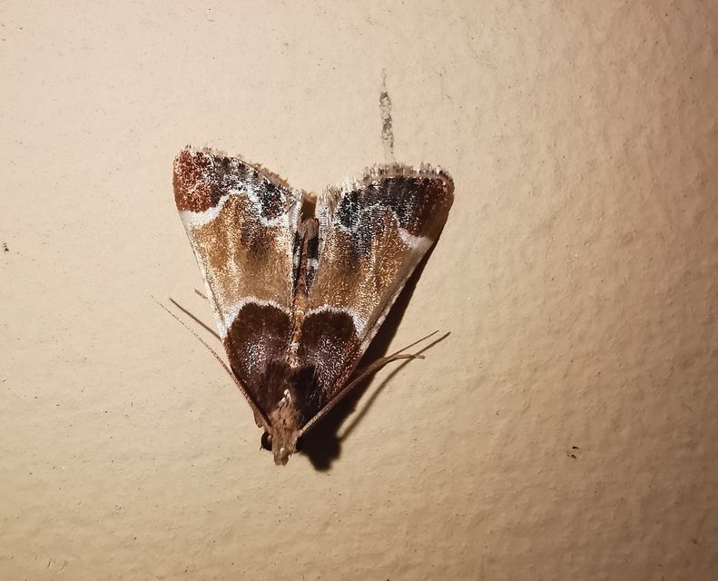 Pyralis farinalis - lisztilonca