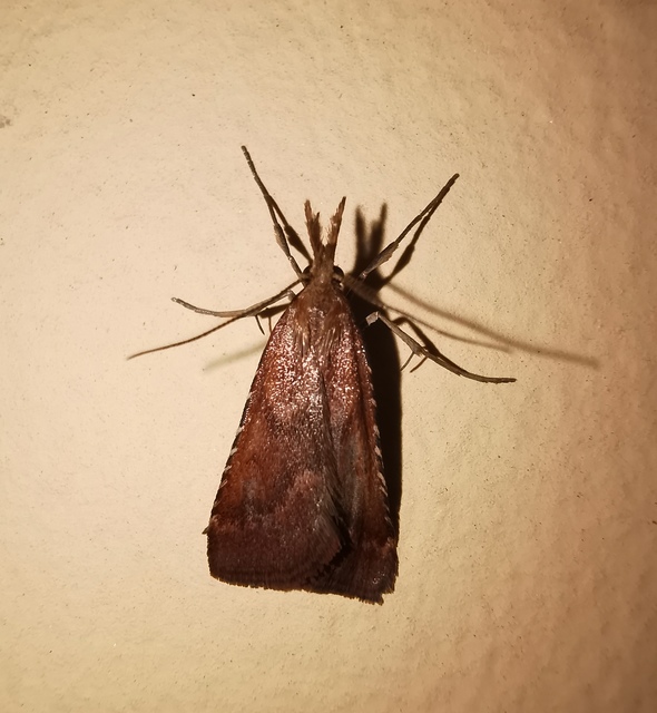 Synaphe punctalis - hosszúlábú fényilonca