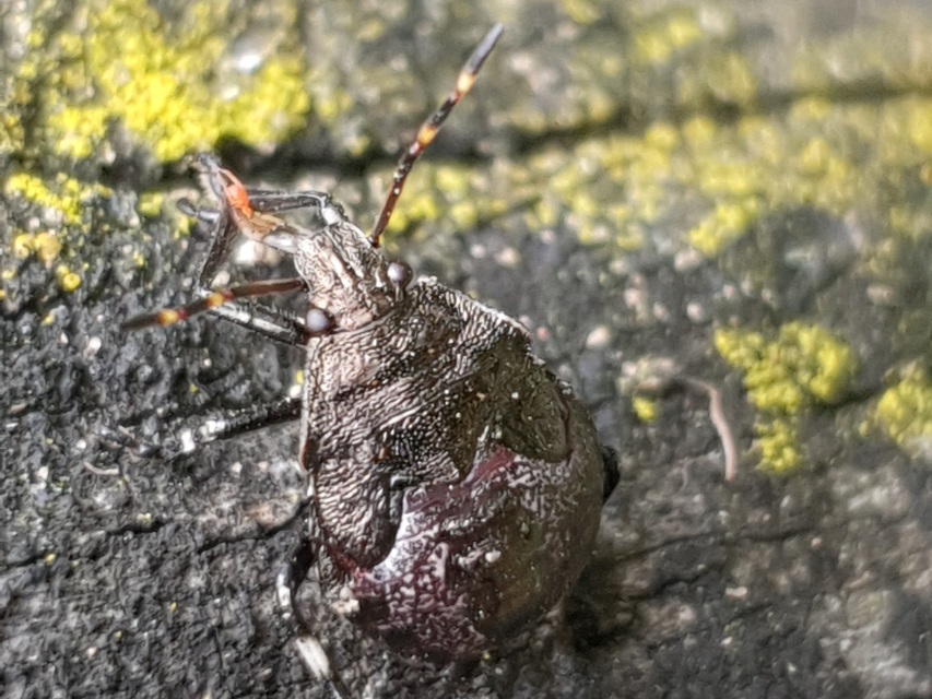 Pentatoma rufipes - vöröslábú címerespoloska Pentatoma rufipes - vöröslábú címerespoloska