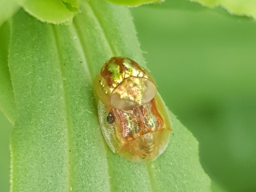 Cassida subreticulata - aranyfényű pajzsbogár Cassida subreticulata - aranyfényű pajzsbogár