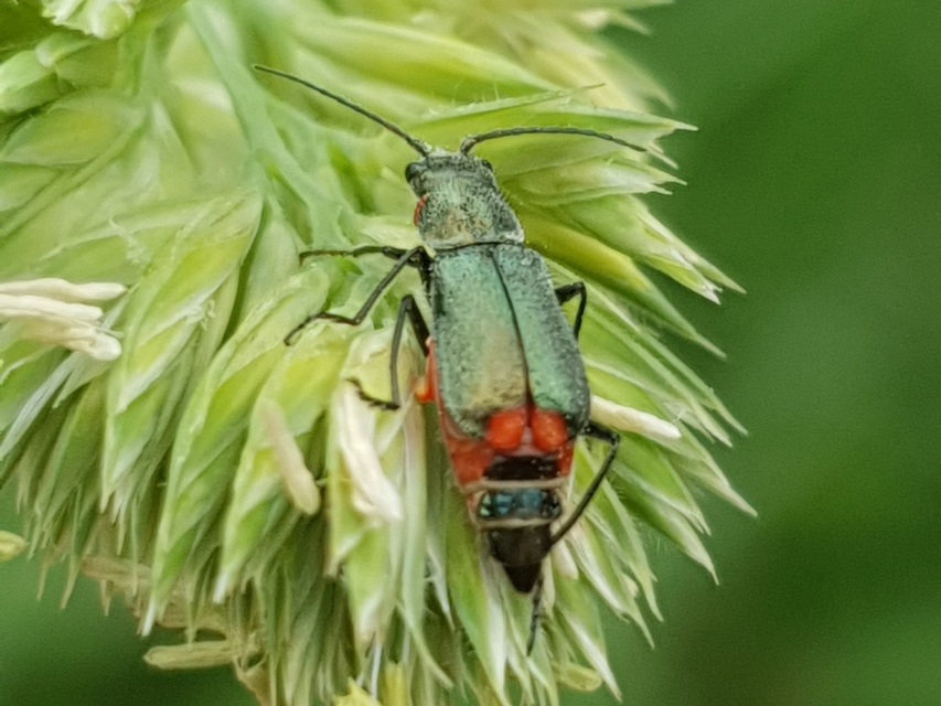 Clanoptilus
