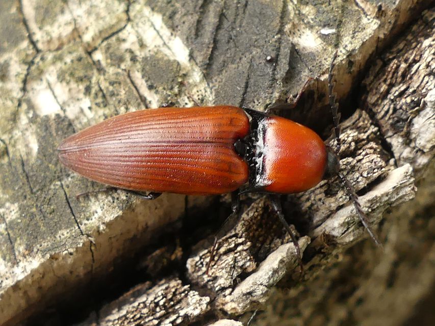 Elater ferrugineus - fűzfapattanó