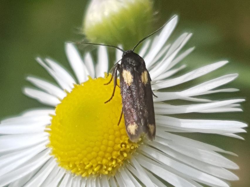 Scythris sinensis - aranyfarú zöldmoly