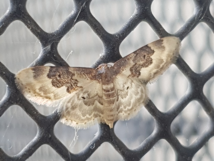 Idaea rusticata - tarka apróaraszoló