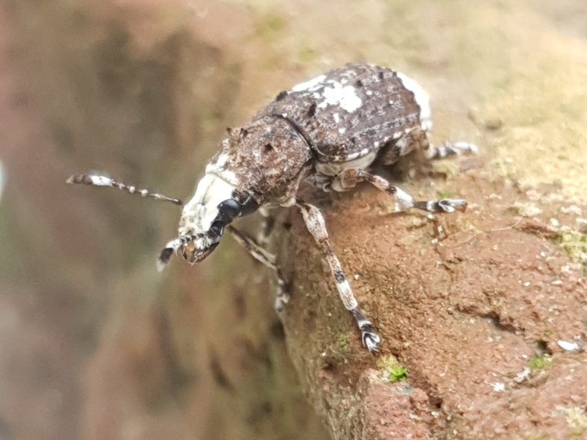 Platystomos albinus - nagybajuszú orrosbogár