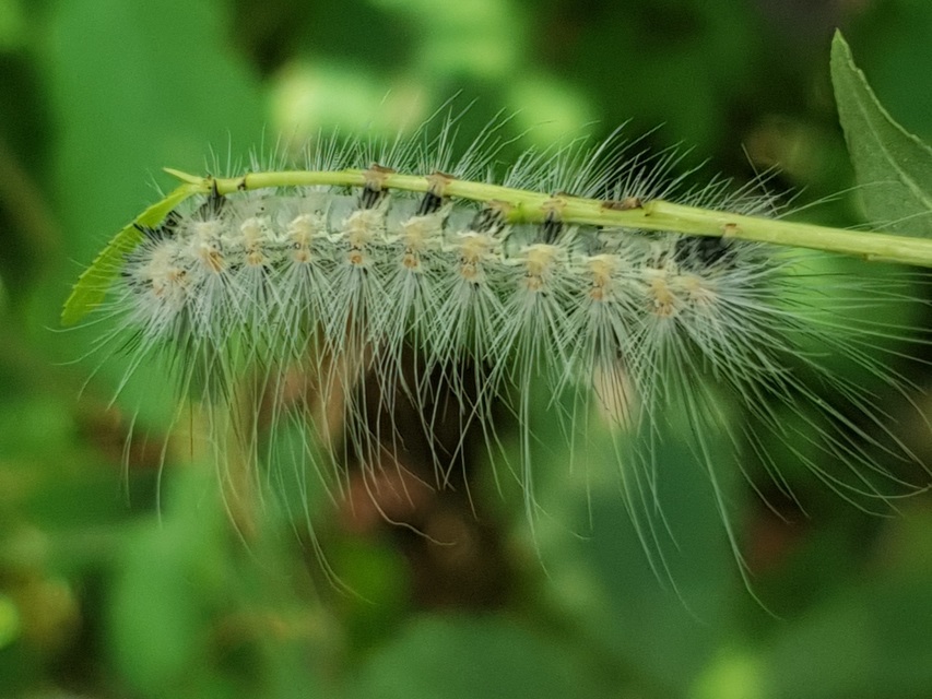 Hyphantria cunea - amerikai fehér medvelepke