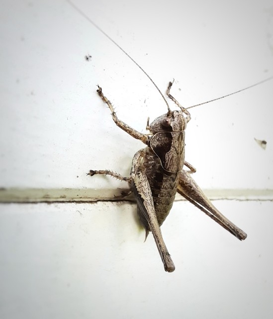 Pholidoptera griseoaptera - szürke avarszöcske