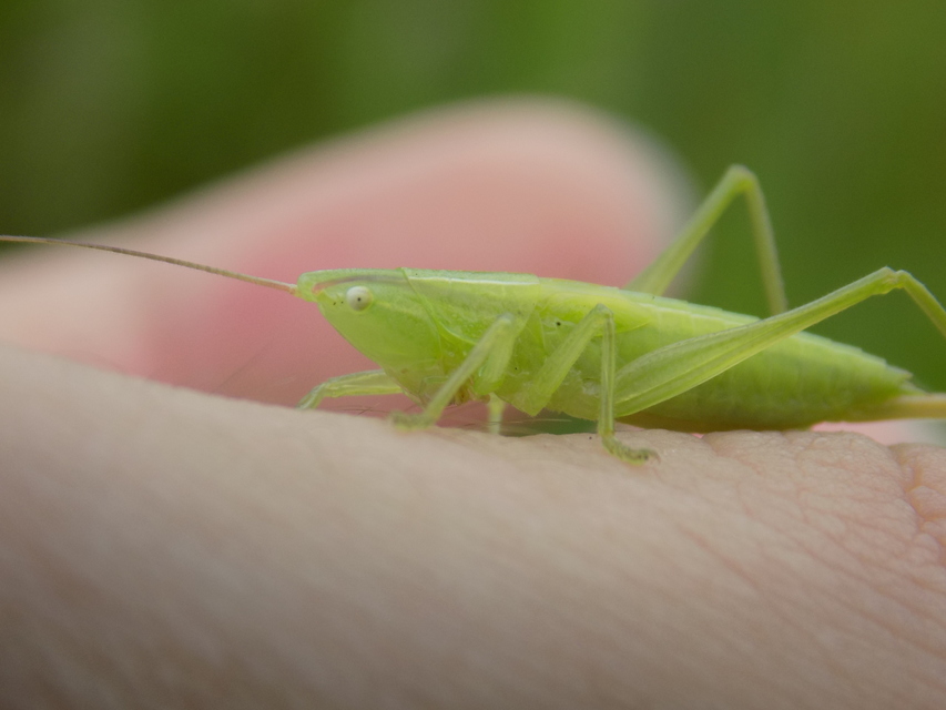 Ruspolia nitidula - nagy kúpfejűszöcske