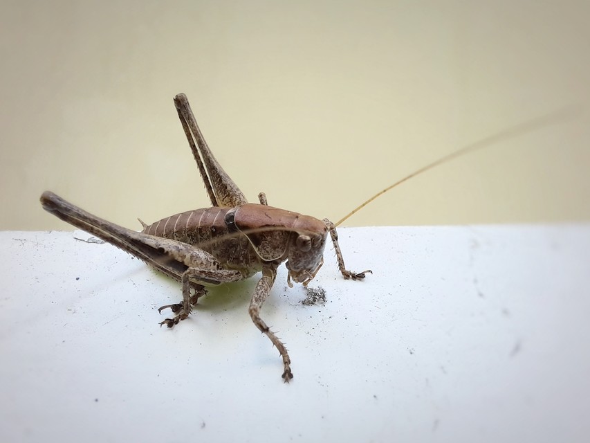 Pholidoptera griseoaptera - szürke avarszöcske