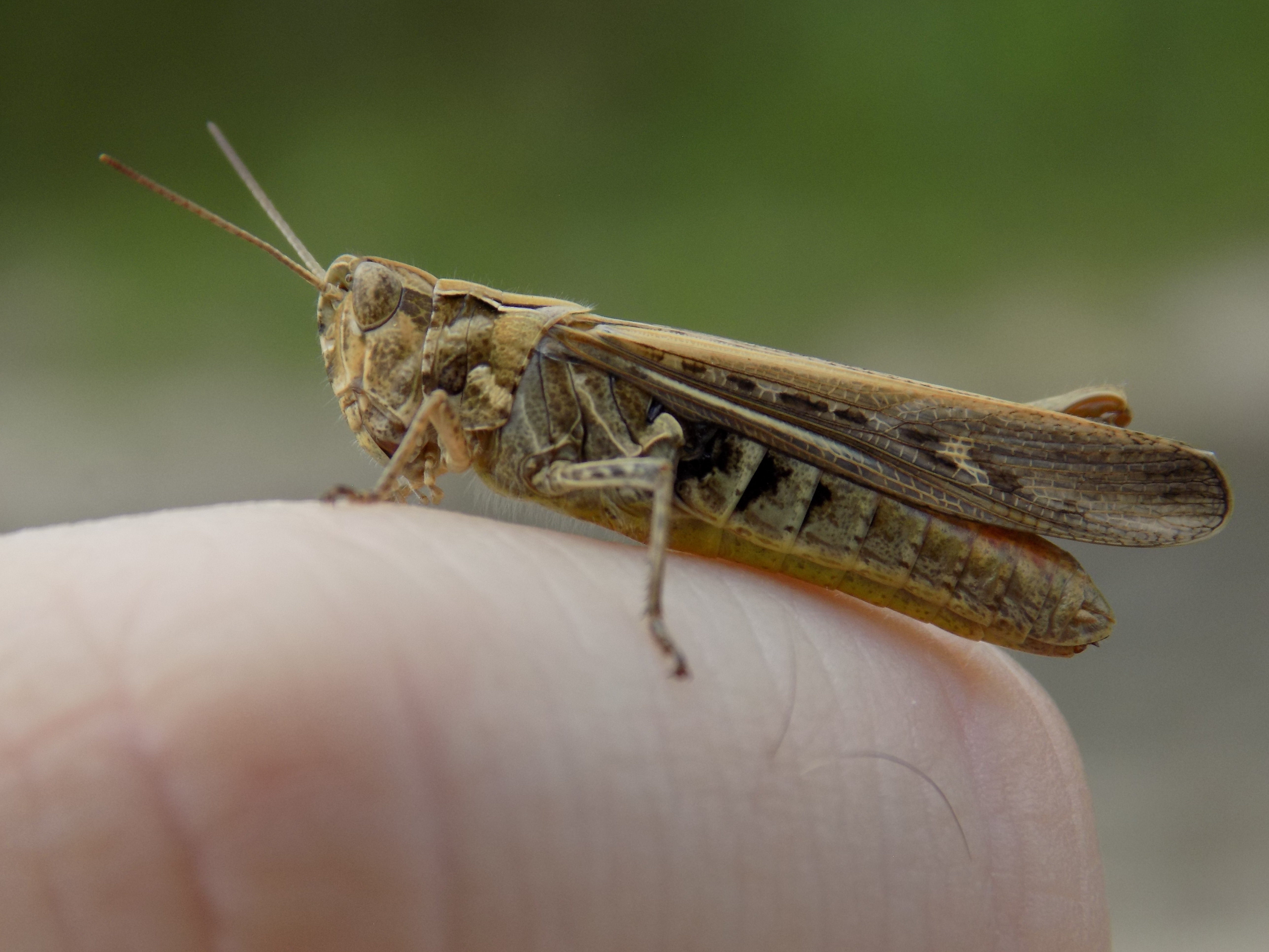 Chorthippus brunneus - közönséges tarlósáska