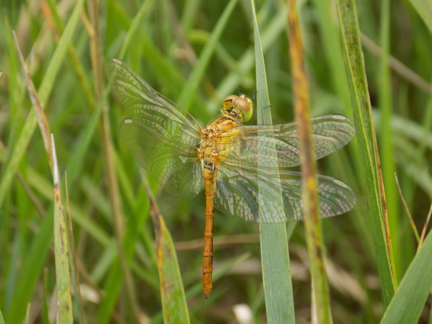 Sympetrum meridionale - fakó katona-szitakötő