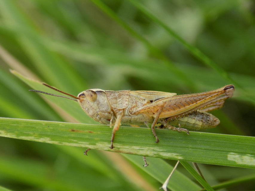 Pseudochorthippus parallelus - közönséges rétisáska