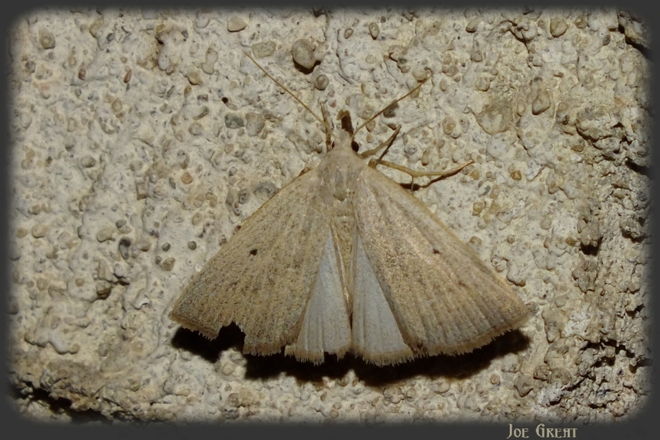 Macrochilo cribrumalis - csontszínű karcsúbagoly