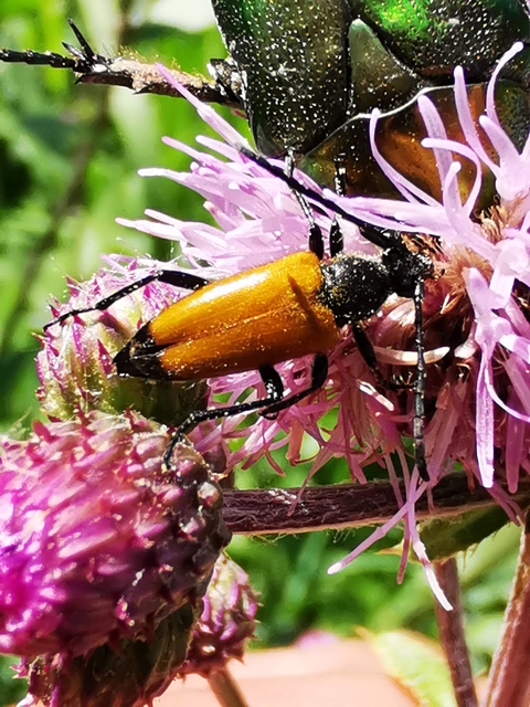 Stictoleptura fulva - vörhenyes virágcincér