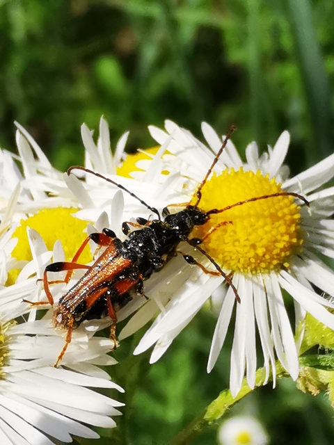 Stenopterus rufus - tarkacsápú keskenyfedőscincér