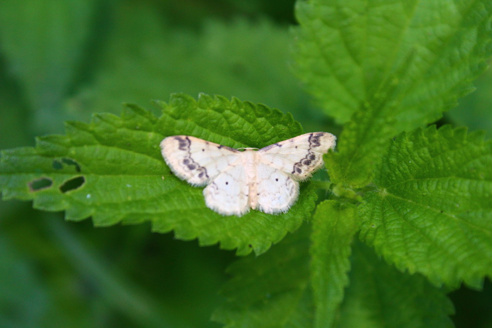 Idaea trigeminata - csúcsfoltos apróaraszoló