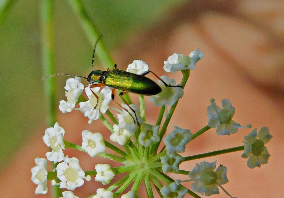 Chrysanthia geniculata - feketecsápú álcincér