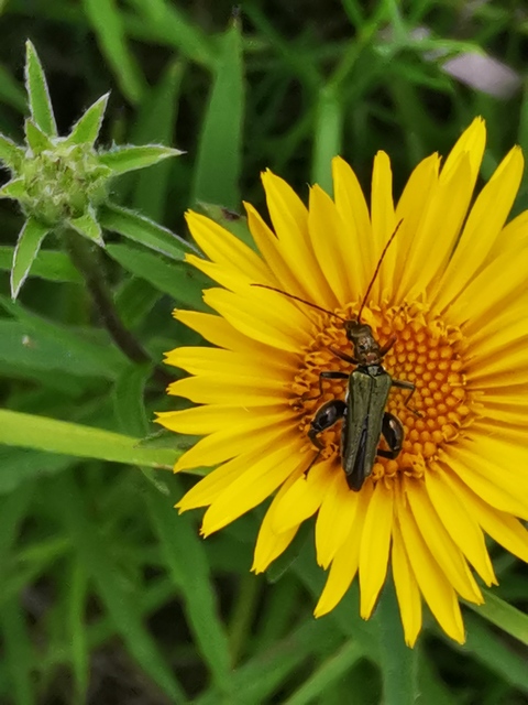 Oedemera flavipes - sárgalábú álcincér Oedemera flavipes - sárgalábú álcincér