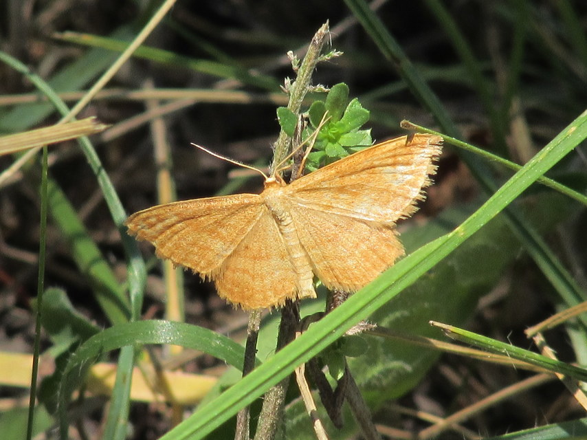 Idaea ochrata - okkerszínű sávosaraszoló