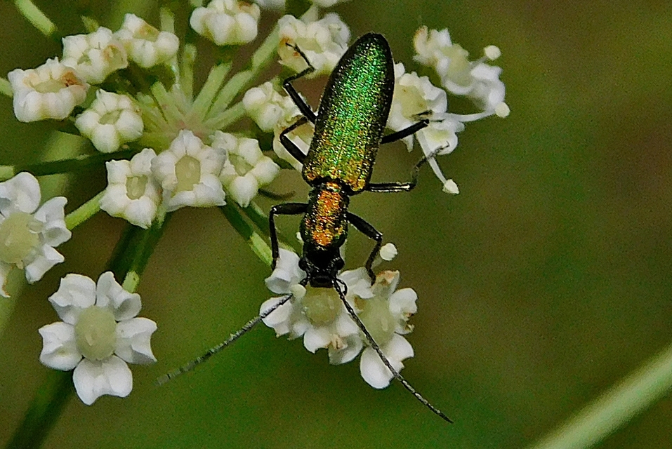 Chrysanthia viridissima - aranyos álcincér