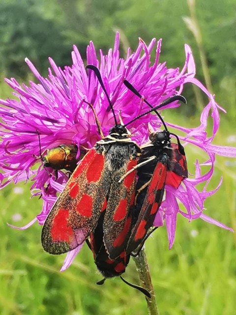Zygaena loti - közönséges csüngőlepke