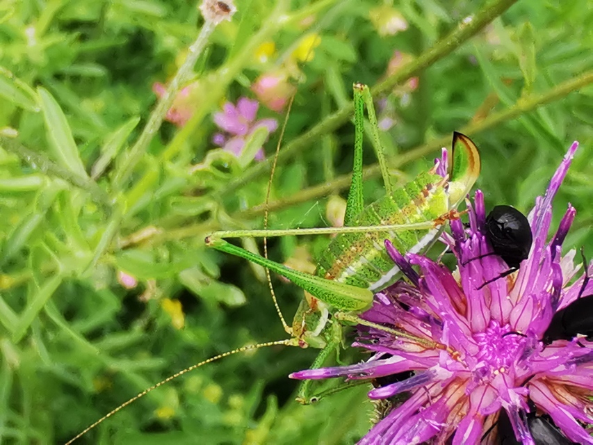 Leptophyes albovittata - közönséges virágszöcske