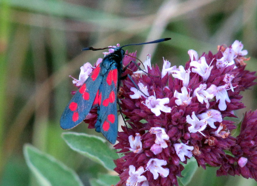 Zygaena filipendulae - acélszínű csüngőlepke