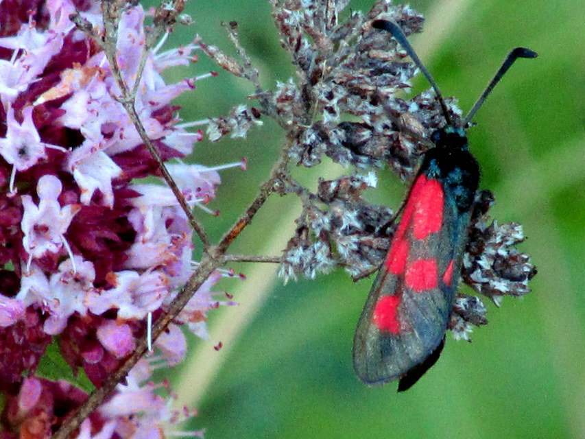 Zygaena loti - közönséges csüngőlepke