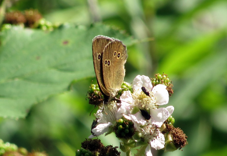 Aphantopus hyperanthus - közönséges ökörszemlepke
