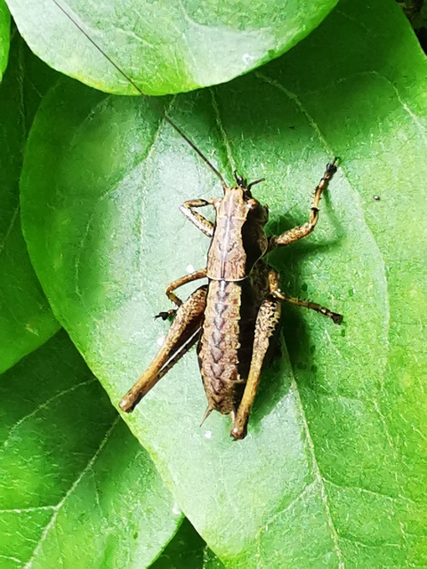 Pholidoptera griseoaptera - szürke avarszöcske