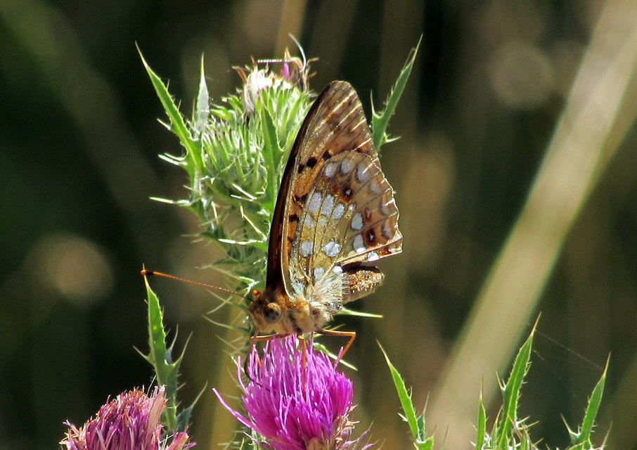 Argynnis adippe - ezüstös gyöngyházlepke