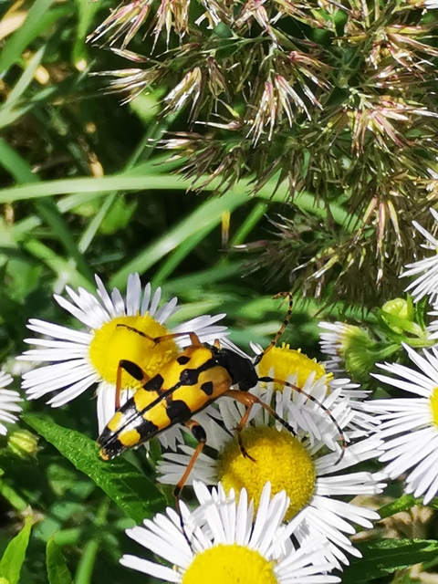 Rutpela maculata - tarkacsápú karcsúcincér