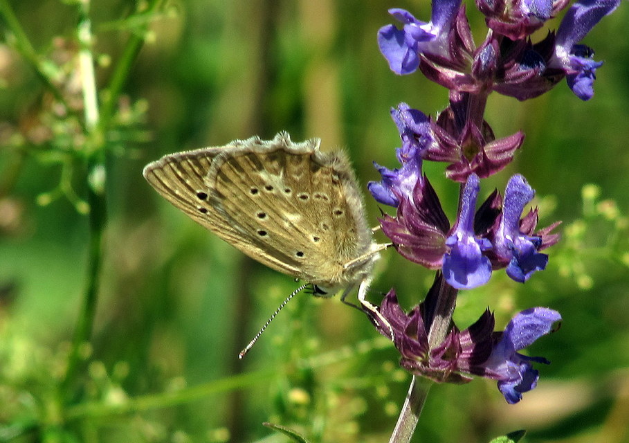 Polyommatus daphnis - csipkés boglárka