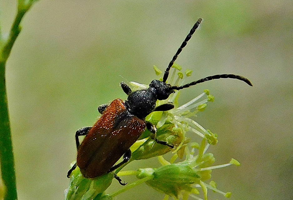 Pseudovadonia livida - barnás virágcincér