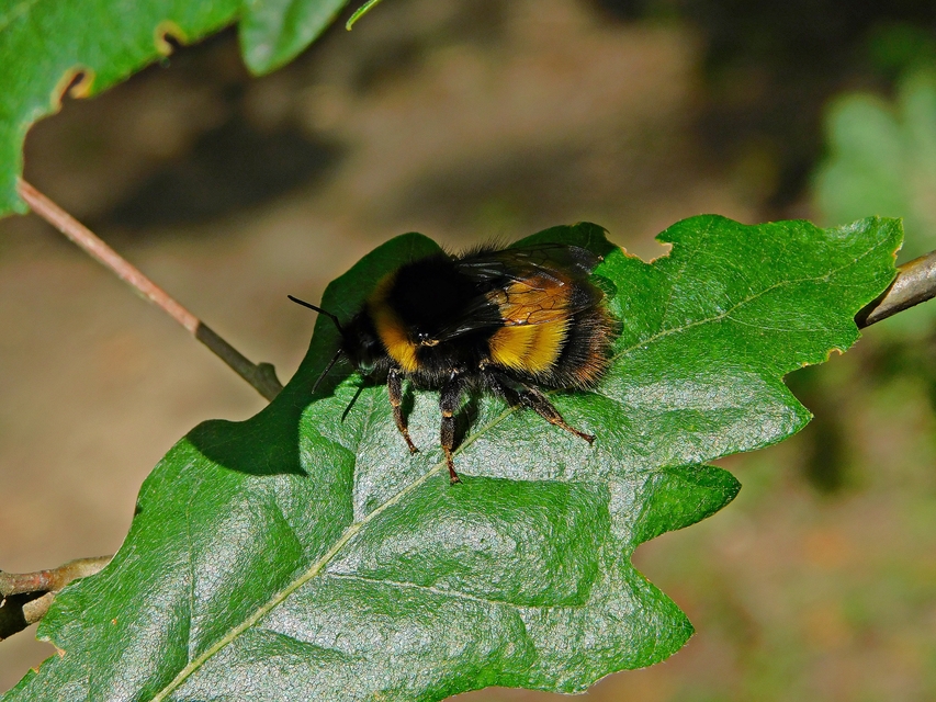 Bombus haematurus - mediterrán poszméh