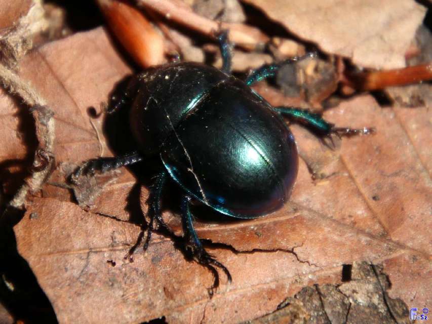 Trypocopris vernalis - tavaszi álganéjtúró